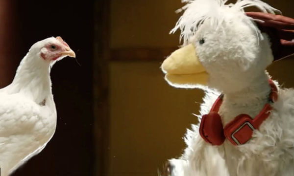 chicken character